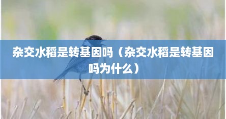 杂交水稻是转基因吗（杂交水稻是转基因吗为什么）