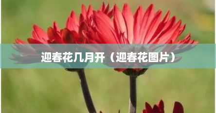 迎春花几月开（迎春花图片）