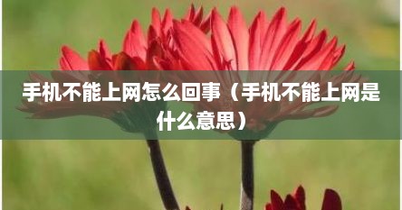 手机不能上网怎么回事（手机不能上网是什么意思）