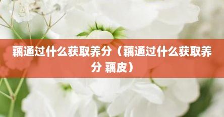 藕通过什么获取养分（藕通过什么获取养分 藕皮）