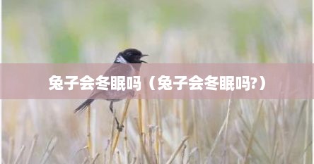 兔子会冬眠吗（兔子会冬眠吗?）