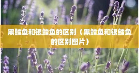 黑鳕鱼和银鳕鱼的区别（黑鳕鱼和银鳕鱼的区别图片）