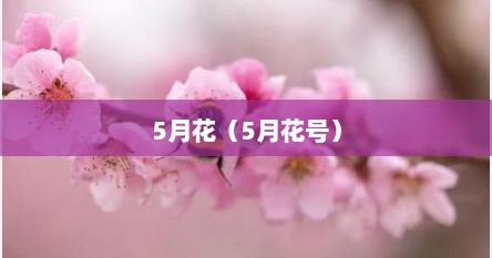 5月花（5月花号）