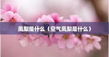 凤梨是什么（空气凤梨是什么）