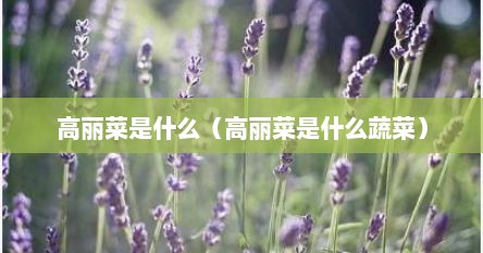 高丽菜是什么（高丽菜是什么蔬菜）