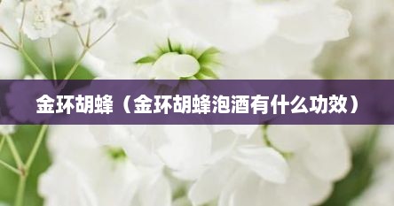 金环胡蜂（金环胡蜂泡酒有什么功效）