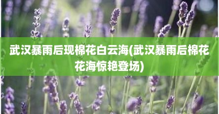 武汉暴雨后现棉花白云海(武汉暴雨后棉花花海惊艳登场)