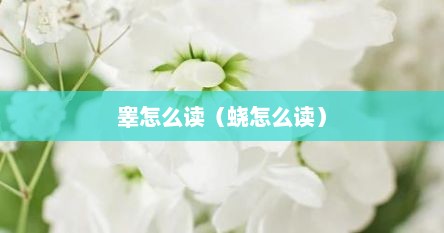 睾怎么读（蛲怎么读）