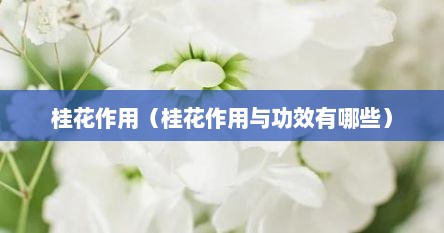 桂花作用（桂花作用与功效有哪些）