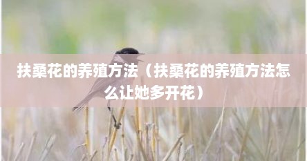 扶桑花的养殖方法（扶桑花的养殖方法怎么让她多开花）