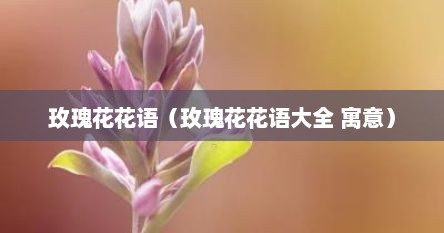 玫瑰花花语（玫瑰花花语大全 寓意）