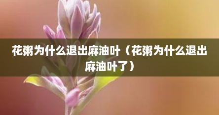 花粥为什么退出麻油叶（花粥为什么退出麻油叶了）