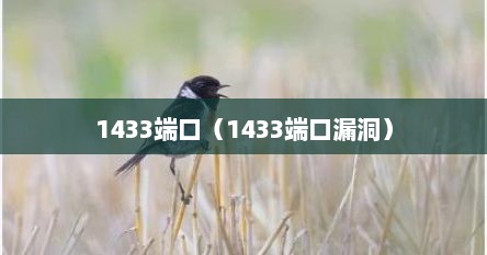 1433端口（1433端口漏洞）