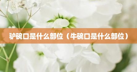 驴碗口是什么部位（牛碗口是什么部位）