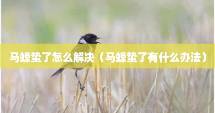 马蜂蛰了怎么解决（马蜂蛰了有什么办法）