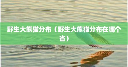 野生大熊猫分布（野生大熊猫分布在哪个省）