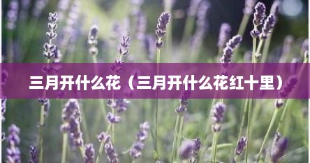 三月开什么花（三月开什么花红十里）