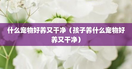 什么宠物好养又干净（孩子养什么宠物好养又干净）