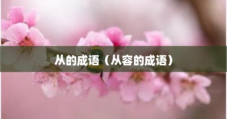 从的成语（从容的成语）