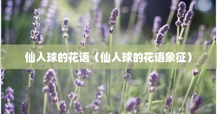 仙人球的花语（仙人球的花语象征）