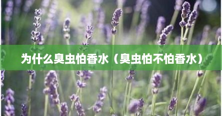 为什么臭虫怕香水（臭虫怕不怕香水）