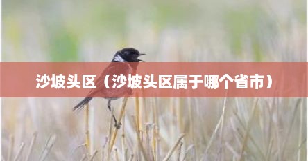 沙坡头区（沙坡头区属于哪个省市）