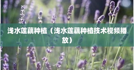 浅水莲藕种植（浅水莲藕种植技术视频播放）