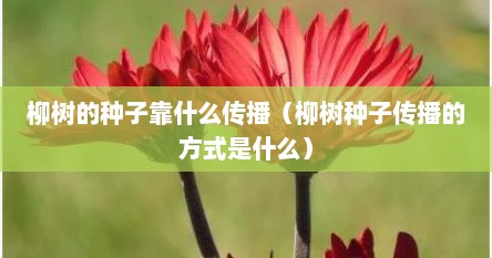 柳树的种子靠什么传播（柳树种子传播的方式是什么）