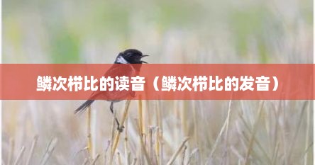 鳞次栉比的读音（鳞次栉比的发音）