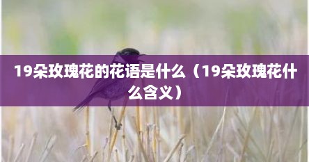 19朵玫瑰花的花语是什么（19朵玫瑰花什么含义）