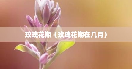 玫瑰花期（玫瑰花期在几月）