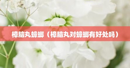 樟脑丸蟑螂（樟脑丸对蟑螂有好处吗）