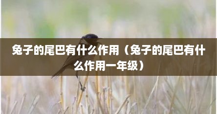 兔子的尾巴有什么作用（兔子的尾巴有什么作用一年级）