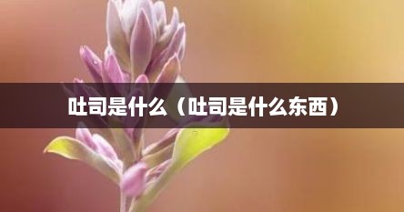 吐司是什么（吐司是什么东西）