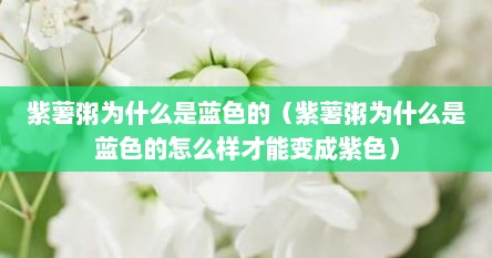 紫薯粥为什么是蓝色的（紫薯粥为什么是蓝色的怎么样才能变成紫色）