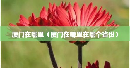 厦门在哪里（厦门在哪里在哪个省份）