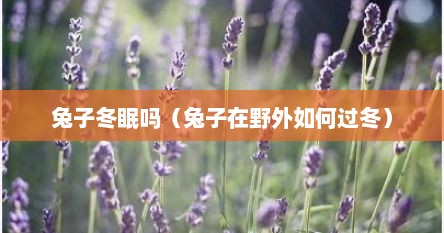 兔子冬眠吗（兔子在野外如何过冬）