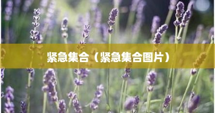 紧急集合（紧急集合图片）