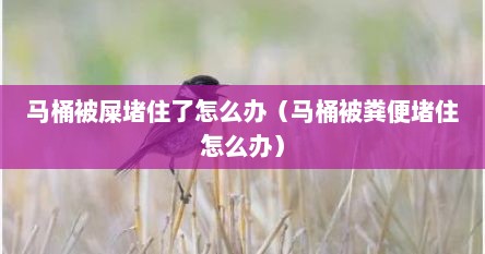 马桶被屎堵住了怎么办（马桶被粪便堵住怎么办）