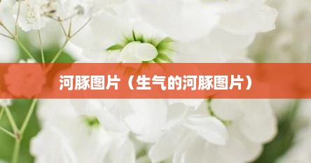 河豚图片（生气的河豚图片）