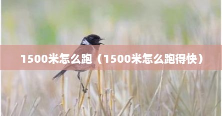 1500米怎么跑（1500米怎么跑得快）