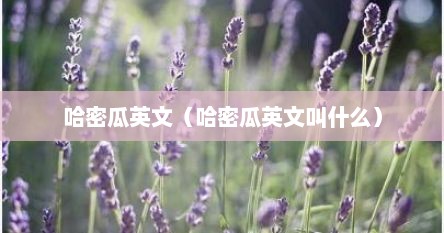 哈密瓜英文（哈密瓜英文叫什么）