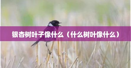 银杏树叶子像什么（什么树叶像什么）