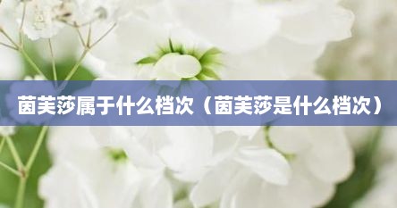 茵芙莎属于什么档次（茵芙莎是什么档次）