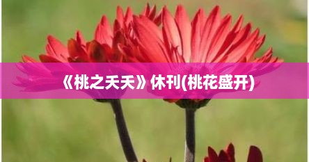 《桃之夭夭》休刊(桃花盛开)