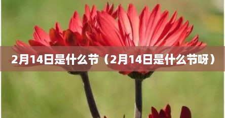 2月14日是什么节（2月14日是什么节呀）