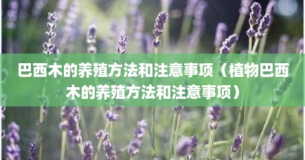 巴西木的养殖方法和注意事项（植物巴西木的养殖方法和注意事项）