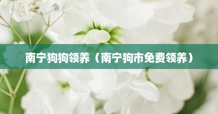 南宁狗狗领养（南宁狗市免费领养）