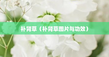 补肾草（补肾草图片与功效）