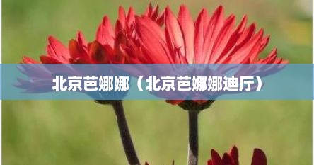 北京芭娜娜（北京芭娜娜迪厅）